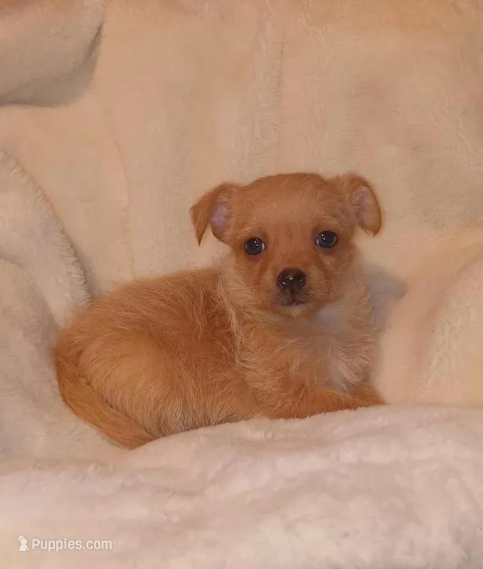 Winston  – Chihuahua, Chorkie puppy for sale in Bensalem, PA