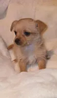 Winston , a male Chihuahua and Chorkie for sale in Bensalem, PA – Photo 4 of 4