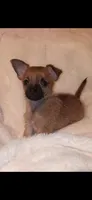 Wood Chip, a male Chihuahua and Chorkie for sale in Bensalem, PA – Photo 3 of 4