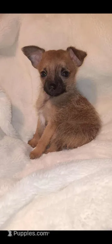Wood Chip – Chihuahua, Chorkie puppy for sale in Bensalem, PA