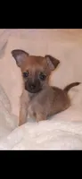 Wood Chip, a male Chihuahua and Chorkie for sale in Bensalem, PA – Photo 4 of 4