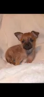 Wood Chip, a male Chihuahua and Chorkie for sale in Bensalem, PA – Photo 2 of 4