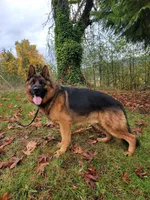 Female puppy , a female German Shepherd Dog for sale in Castle Rock, WA – Photo 2 of 4