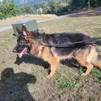Female puppy , a female German Shepherd Dog for sale in Castle Rock, WA – Photo 3 of 3