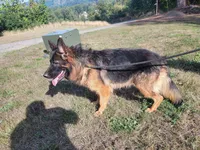 Female puppy , a female German Shepherd Dog for sale in Castle Rock, WA – Photo 3 of 4