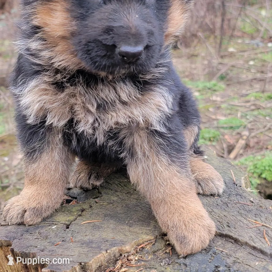 Female puppy , a female German Shepherd Dog for sale in Castle Rock, WA – Photo 4 of 4