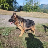 Male puppy, a male German Shepherd Dog for sale in Castle Rock, WA – Photo 3 of 4