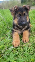 Male puppy, a male German Shepherd Dog for sale in Castle Rock, WA – Photo 1 of 3
