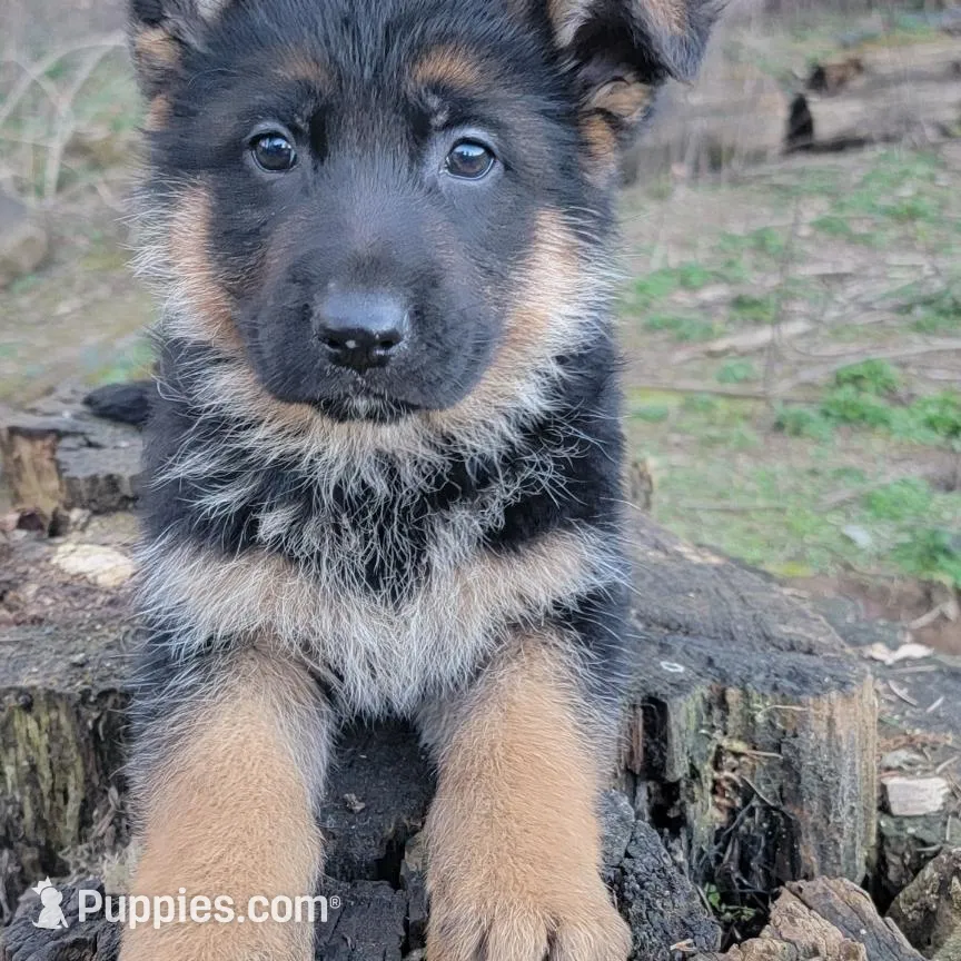 Male puppy
