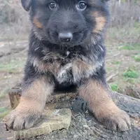 Male puppy, a male German Shepherd Dog for sale in Castle Rock, WA – Photo 4 of 4