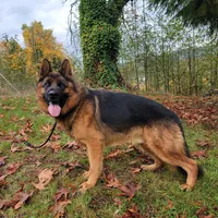 Male puppy, a male German Shepherd Dog for sale in Castle Rock, WA – Photo 2 of 4