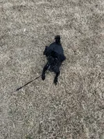 Jet, a male Shih Tzu for sale in Buford, GA – Photo 5 of 6