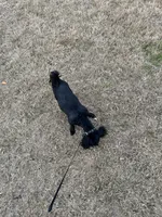 Jet, a male Shih Tzu for sale in Buford, GA – Photo 3 of 6