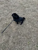 Jet, a male Shih Tzu for sale in Buford, GA – Photo 2 of 6