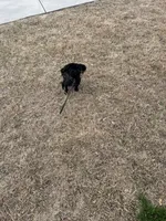 Jet, a male Shih Tzu for sale in Buford, GA – Photo 4 of 6