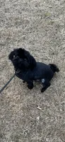 Jet, a male Shih Tzu for sale in Buford, GA – Photo 6 of 6