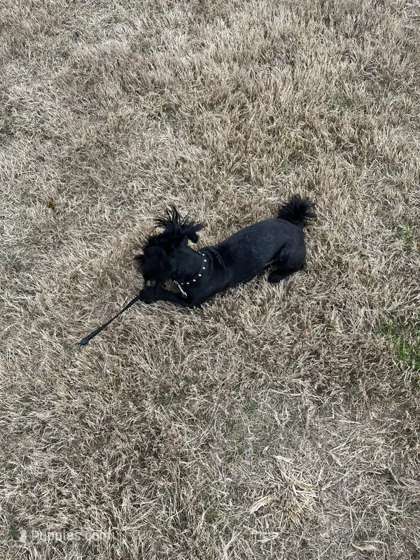 Jet – Shih Tzu puppy for sale in Buford, GA