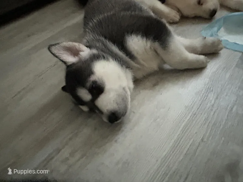 Stormy – Siberian Husky puppy for sale in Jacksonville Beach, FL