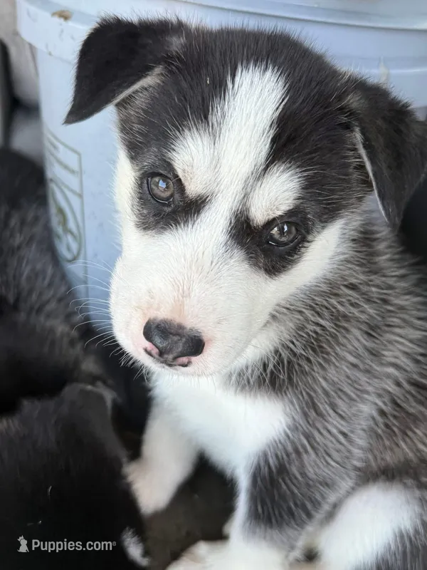 mona – Siberian Husky puppy for sale in Jacksonville Beach, FL