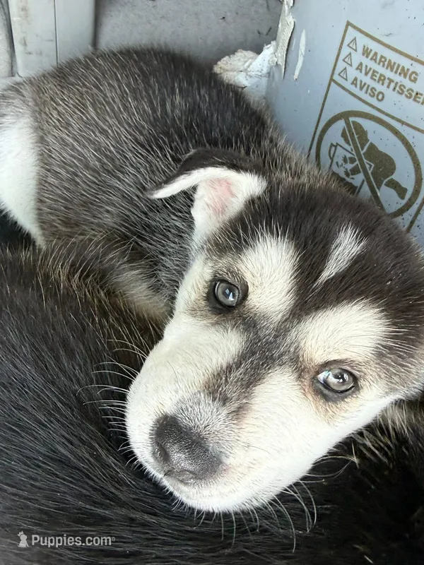 Peaches – Siberian Husky puppy for sale in Jacksonville Beach, FL