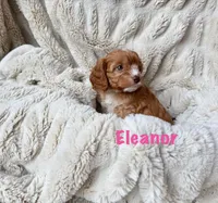 Eleanor , a female Cavapoo for sale in Calumet, OK – 2 of 2