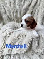 Marshall, a male Cavapoo for sale in Calumet, OK – 2 of 2