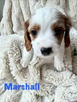Marshall, a male Cavapoo for sale in Calumet, OK – 1 of 2