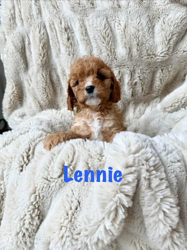 Lennie  – Cavapoo puppy for sale in Calumet, OK
