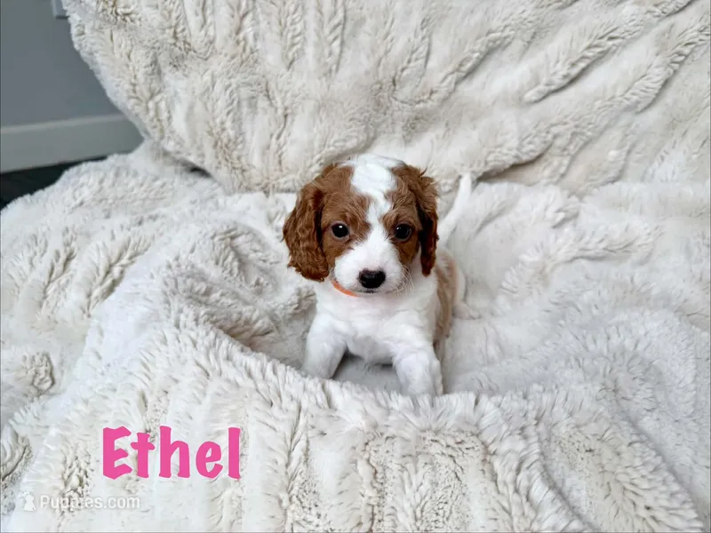 Ethel – Cavapoo puppy for sale in Calumet, OK