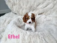 Ethel, a female Cavapoo for sale in Calumet, OK – 1 of 1