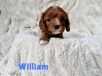 William, a male Cavapoo for sale in Calumet, OK – 2 of 2