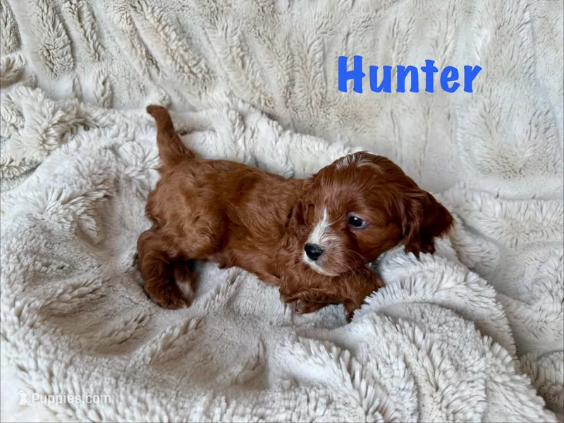 Hunter – Cavapoo puppy for sale in Calumet, OK