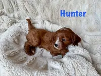 Hunter, a male Cavapoo for sale in Calumet, OK – 1 of 2