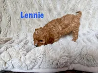 Lennie , a male Cavapoo for sale in Calumet, OK – 2 of 2