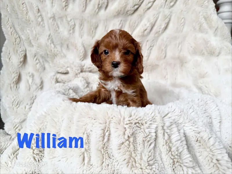 William – Cavapoo puppy for sale in Calumet, OK