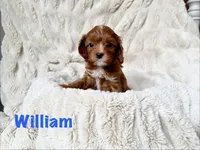 William, a male Cavapoo for sale in Calumet, OK – 1 of 2