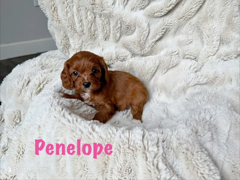 Penelope  – Cavapoo puppy for sale in Calumet, OK