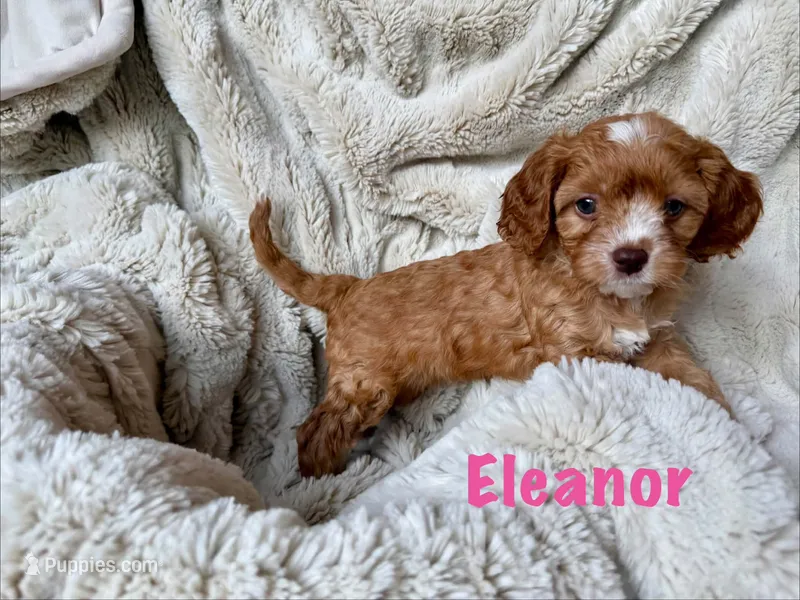 Eleanor  – Cavapoo puppy for sale in Calumet, OK