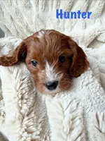 Hunter, a male Cavapoo for sale in Calumet, OK – 2 of 2