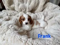Frank, a male Cavapoo for sale in Calumet, OK – 1 of 1