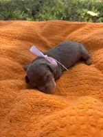 Apple , a female Miniature Dachshund for sale in Cherryville, NC – 2 of 2