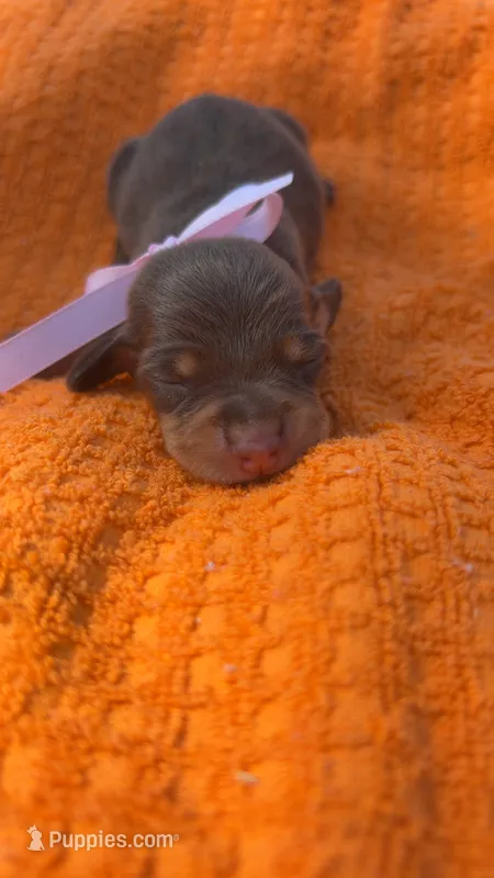 Holly  – Miniature Dachshund puppy for sale in Cherryville, NC