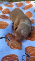 Copper , a male Miniature Dachshund for sale in Cherryville, NC – 1 of 2