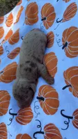 Dasher , a male Miniature Dachshund for sale in Cherryville, NC – 1 of 2