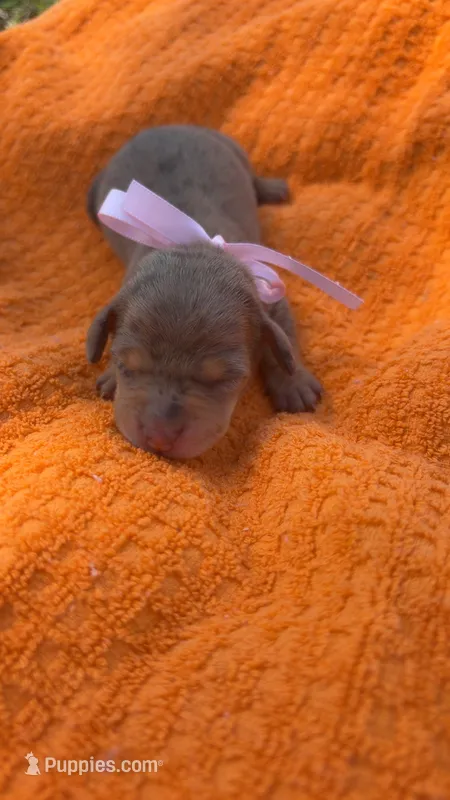 Apple  – Miniature Dachshund puppy for sale in Cherryville, NC