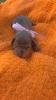 Apple , a female Miniature Dachshund for sale in Cherryville, NC – 1 of 2