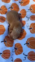 Copper , a male Miniature Dachshund for sale in Cherryville, NC – 2 of 2