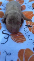 Dasher , a male Miniature Dachshund for sale in Cherryville, NC – 2 of 2