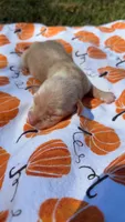 Sandman , a male Miniature Dachshund for sale in Cherryville, NC – 1 of 1