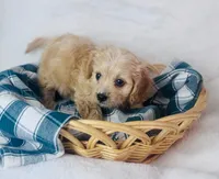 Cavachon , a female Cavachon for sale in Morrow, OH – 8 of 10